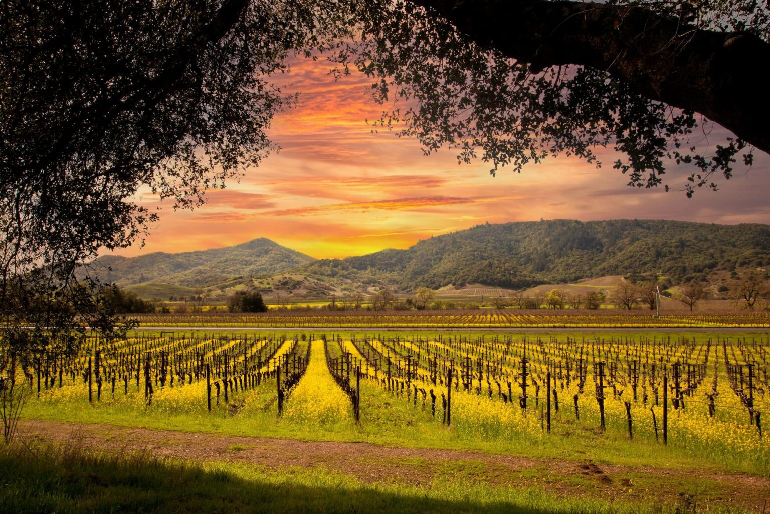 Napa-Valley-Vineyards-and-Mustard-in-Spring-and-Beautiful-Sunset-Sky.jpg